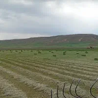 یونجه پرس شده