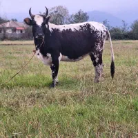 لیشه ۷ماه شکم گاو گوساله