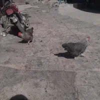مرغ تخم گذار