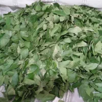 برگ درخت بو و اوکاریتوس|گل و گیاه طبیعی|خمینی‌شهر, |دیوار