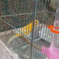 قناری|پرنده|تهران, اسفندیاری|دیوار