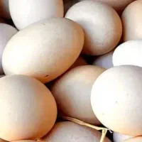تخم مرغ  محلی نطفه دار