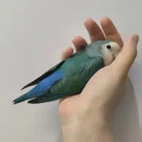 عروس کوتوله