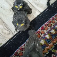 جوجه سار