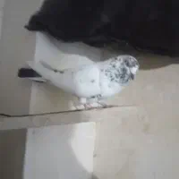 کبوتر|پرنده|اردبیل, |دیوار