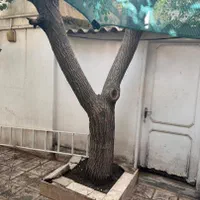 هرس و قطع درختان خشک با اره در کمترین زمان ممکن|خدمات باغبانی و درختکاری|مشهد, اروند|دیوار