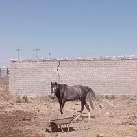 اسب جوان پرخون