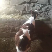 ماده سیمنتال|حیوانات مزرعه|سنقر, |دیوار