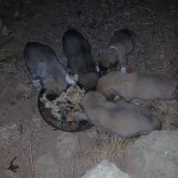 توله ماده