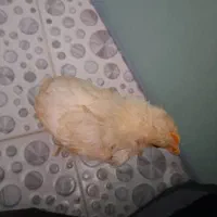 جوجه سه ماهه