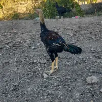 تخم مرغ اوشامو