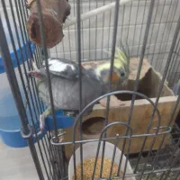 طوطی عروس|پرنده|اردکان, |دیوار