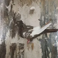 سینه ماده|پرنده|مرودشت, رامجرد یک|دیوار