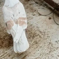 سه تاکبوترپرشی