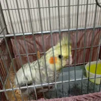 عروس هلندی|پرنده|تهران, اتابک|دیوار