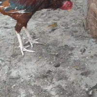 خروس فروشی|حیوانات مزرعه|بندرعباس, |دیوار