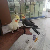 ۳تا طوطی عروس با قفس|پرنده|تهران, کرمان|دیوار