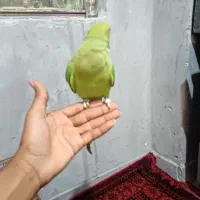 طوطی ملنگو آشتی هست و یه انواع صوت میزنم