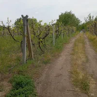 باغ-انگور-ایستاده