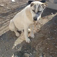 سگ خراسانی ۹ماهه