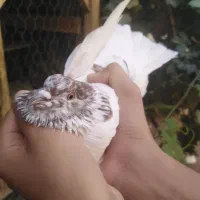 کبوتر|پرنده|نجف‌آباد, یزدانشهر|دیوار