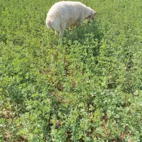 گوچ|حیوانات مزرعه|قلعه گنج, |دیوار