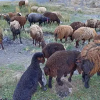 میش بره دار افشاری|حیوانات مزرعه|تربت‌حیدریه, بالا ولایت|دیوار
