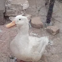 اردک
