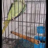 شاه طوطیم گمشده پرنده