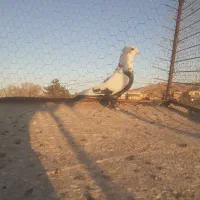 نر چتن سیاه کاکلی|پرنده|تربتحیدریه, پائین ولایت|دیوار