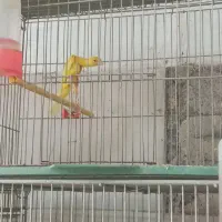 قناری|پرنده|مهاجران, |دیوار