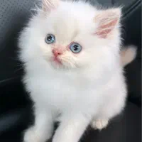 بچه گربه بریتیش پرشین(چشم آبی الماسی)