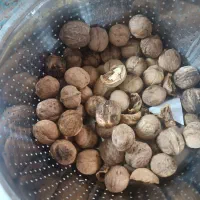 چیدن گردو در خدمتم