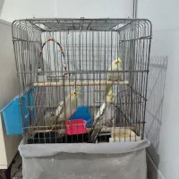 عروس هلندی