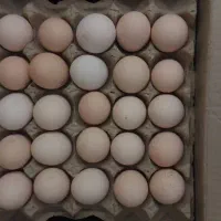 تخم مرغ محلی|خوردنی و آشامیدنی|زنجان, |دیوار