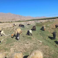 فروش گله گوسفند|حیوانات مزرعه|رودشت (چهارمحال و بختیاری), |دیوار