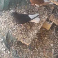 اشعل ماده|پرنده|کارون, |دیوار