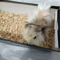 خوکچه هندی مو فشن|موش و خرگوش|شیراز, دلجو|دیوار