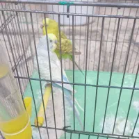 یک جفت مرغ عشق