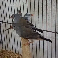 جوجه عروس لوتینو زعفرونی و فنج|پرنده|حمیدیا, |دیوار