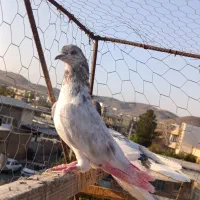 کفتر