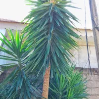 گل یوکا، سیکاس