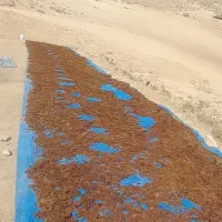 کشمش دارویی با کیفیت