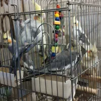 10عدد عروس هلندی رنگهای مختلف منیریه|پرنده|تهران, امیریه|دیوار