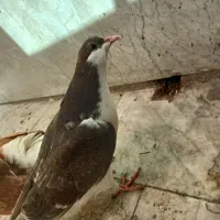 کبوتر|پرنده|فولادشهر, B2|دیوار