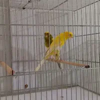 قناری رسمی سایز دار|پرنده|اصفهان, مصلی|دیوار