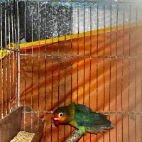 ط و ط ی برزیلی|پرنده|بهشهر, |دیوار