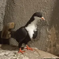 کبوتر