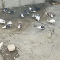 کبوتر|پرنده|نوشین شهر, |دیوار