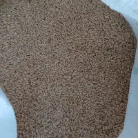 گندم درجه یک صدرا بسیار عالی بوجاری شده